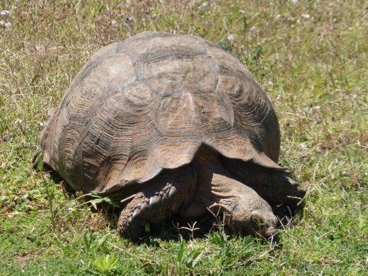 Not only elephants in Addo.