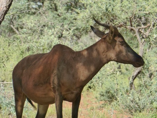 A rare tsessbe antelope.