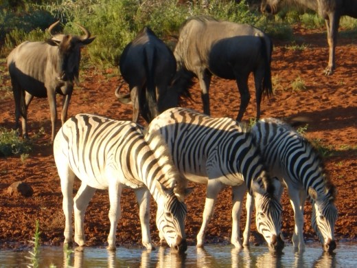 Zebras drinking at the waterhole outside our chalet.