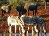 Zebras drinking at the waterhole outside our chalet.: by steve_and_emma, Views[343]