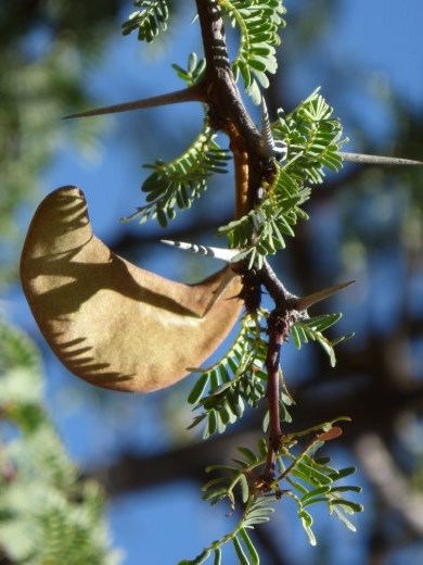 The seed of the Mokala tree.