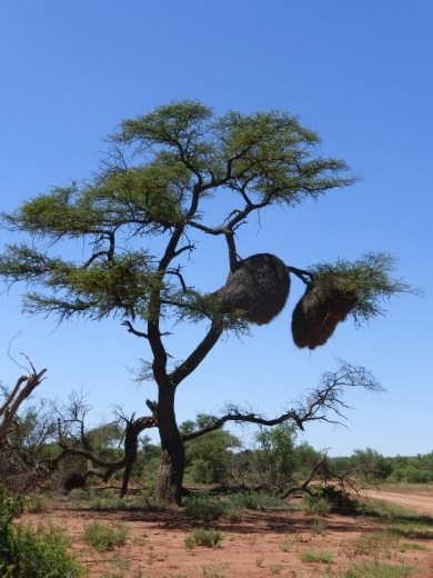 A sociable weaver's nest.