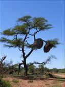 A sociable weaver's nest.: by steve_and_emma, Views[406]