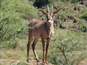 A roan antelope.: by steve_and_emma, Views[595]