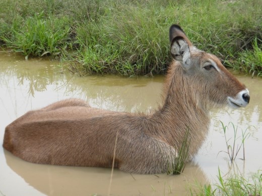 A waterbuck in the water.