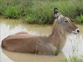 A waterbuck in the water.: by steve_and_emma, Views[440]