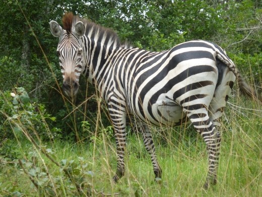 Worth making the trip to Mburu to see Uganda's zebra population.