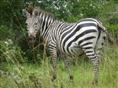 Worth making the trip to Mburu to see Uganda's zebra population.: by steve_and_emma, Views[466]