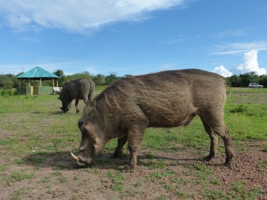 There were no other humans at the campsite but plenty of warthogs.