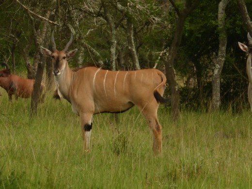 The elusive eland.
