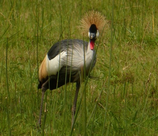 Uganda's national bird.