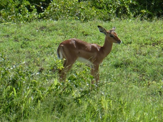 My mum and dad treated Emma and I to a great day out at Sibuya Game reserve for my birthday.