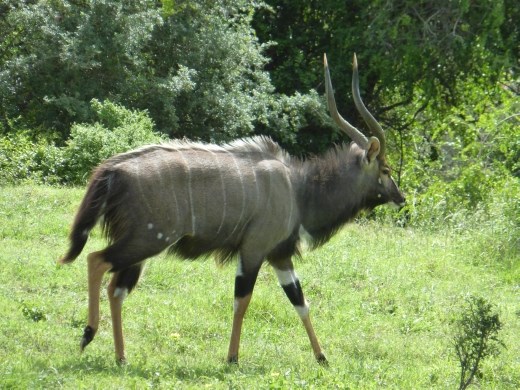 A nyala which you don't see in Addo.