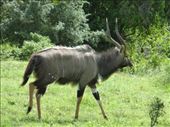 A nyala which you don't see in Addo.: by steve_and_emma, Views[346]
