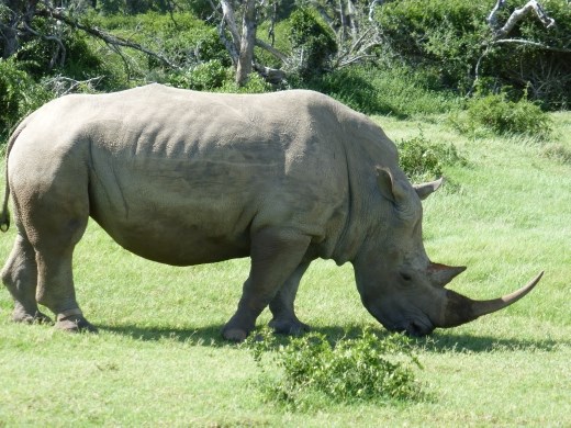We were lucky to see a lot of rhinos on the game drive after our slap up lunch.