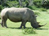 We were lucky to see a lot of rhinos on the game drive after our slap up lunch.: by steve_and_emma, Views[225]