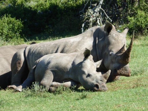 Mum and calf enjoying the sun.