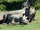 Mum and calf enjoying the sun.: by steve_and_emma, Views[209]