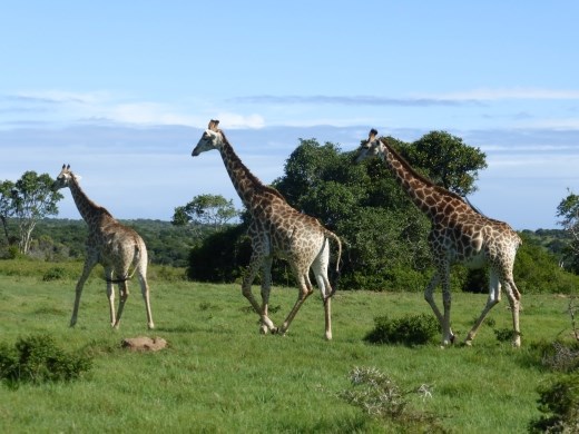 Always love seeing giraffes, again you have to go to a private game reserve in the eastern Cape as they are not here naturally.