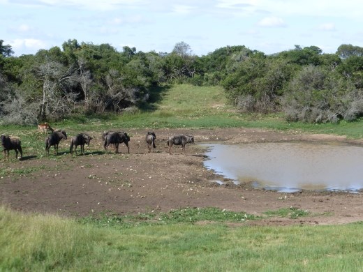 Time for drinks, the staff at Subiya provide them for us!