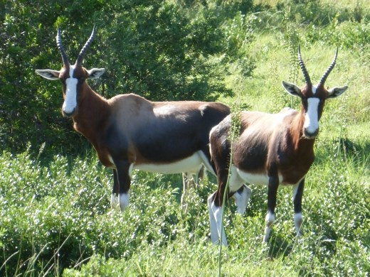 Bontebok, a quite rare antelope.