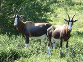 Bontebok, a quite rare antelope.: by steve_and_emma, Views[319]