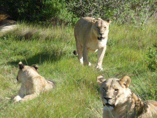 We saw a pride of lions at close quarters!