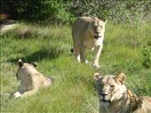 We saw a pride of lions at close quarters!: by steve_and_emma, Views[319]