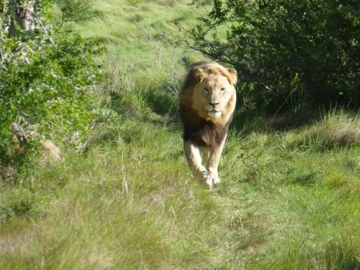 The male joined the pride to complete the experience.