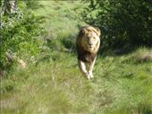 The male joined the pride to complete the experience.: by steve_and_emma, Views[345]