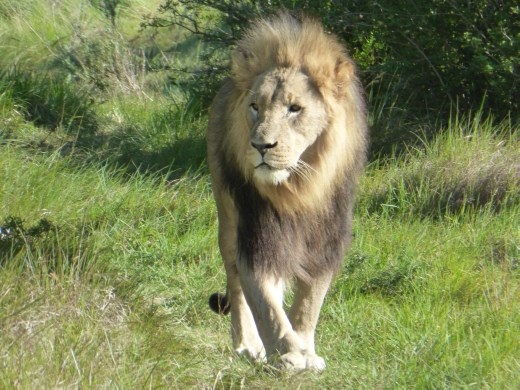 We had a great day out at Subiya, the boat trip to and from the reserve, the lunch, drinks and game drive were all brilliant. The staff were also fantastic.