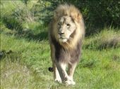 We had a great day out at Subiya, the boat trip to and from the reserve, the lunch, drinks and game drive were all brilliant. The staff were also fantastic.: by steve_and_emma, Views[454]