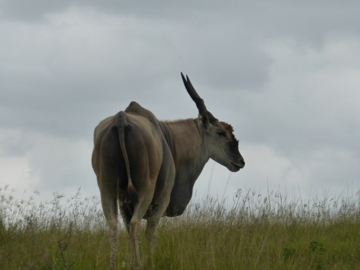 An eland on the horizon.