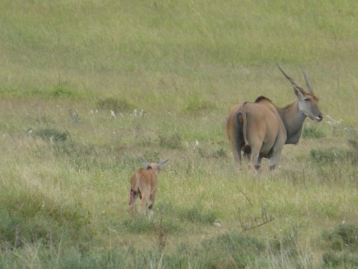 An eland and young.