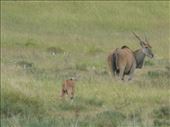 An eland and young.: by steve_and_emma, Views[352]