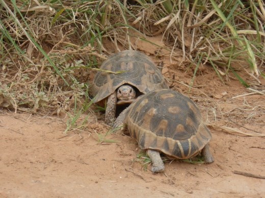 We love going back to Addo as we always see something different. This time it was two tortoises fighting it out.