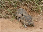We love going back to Addo as we always see something different. This time it was two tortoises fighting it out.: by steve_and_emma, Views[351]