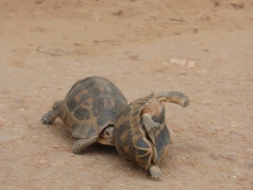 Much better than WWF! I mean the wrestling thing not the wildlife fund.