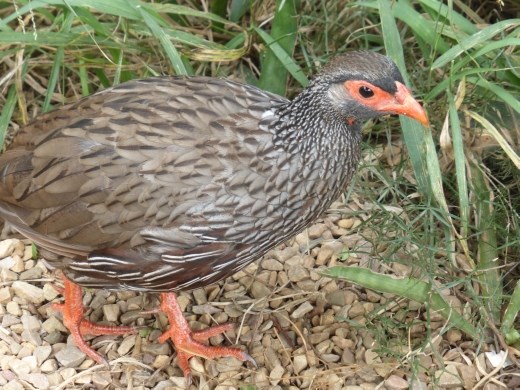 A tame francolin at Jack's picnic site.