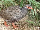A tame francolin at Jack's picnic site.: by steve_and_emma, Views[420]