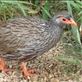 A tame francolin at Jack's picnic site. Views[212]