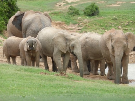 It took us a while to find the ellies but they didn't let us down at this waterhole.