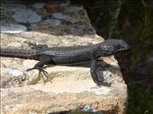 There were lots of lizards hanging around near the lighthouse at Cape Point.: by steve_and_emma, Views[455]