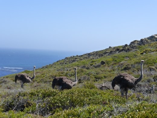Despite there being loads of tourists we saw ostrich, eland and bontebok at Cape point.