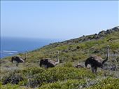 Despite there being loads of tourists we saw ostrich, eland and bontebok at Cape point.: by steve_and_emma, Views[468]