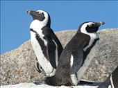 On the way back from Cape Point we visited the penguins at Boulder's Beach.: by steve_and_emma, Views[400]