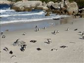 Sunbathing penguins.: by steve_and_emma, Views[462]