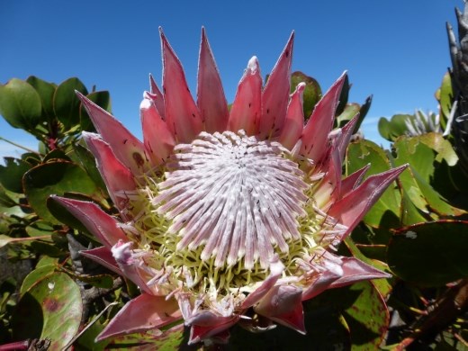 The SA national flower - the protea.