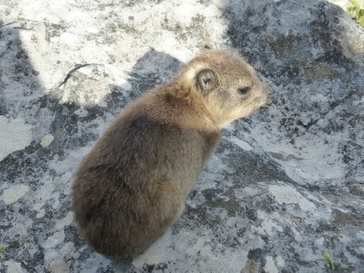 A rock hyrax at the café on Table Mountain.