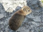 A rock hyrax at the café on Table Mountain.: by steve_and_emma, Views[357]
